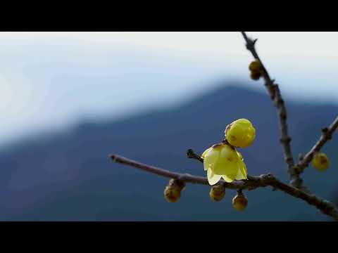 Welcome to Matsuda!Kanagawa Matsuda town PR movie／神奈川県足柄上郡松田町ＰＲ動画