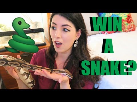 彼女は賞品でした｜MEET MY SNAKE｜ペットボール選手権 (SHE WAS A PRIZE | MEET MY SNAKE | PET BALL PYTHON)