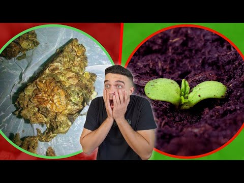 3 erros ao plantar semente de prensado