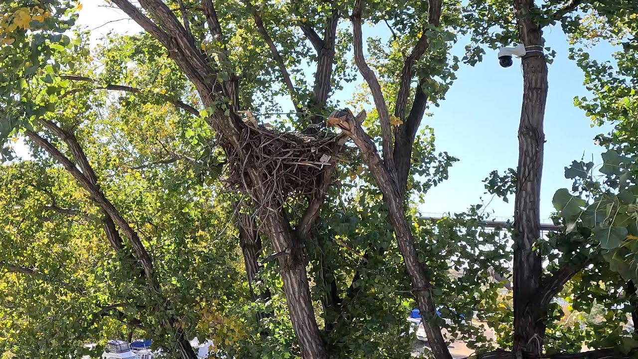 2024 EagleCam Installation Story - YouTube