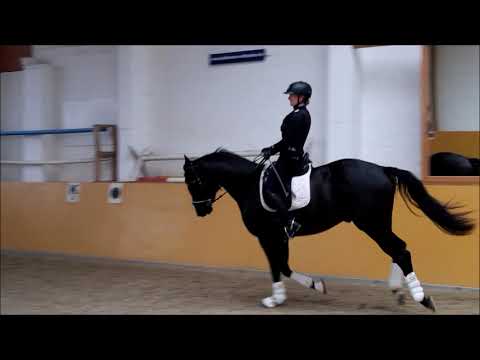 Rappwallach Fantastic - Ampere