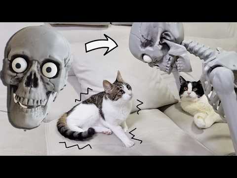 Mr. Skeleton's Visit. Cats' Reaction / Halloween