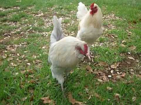 Rooster crowing loud in the early morning ! ( Full video )
