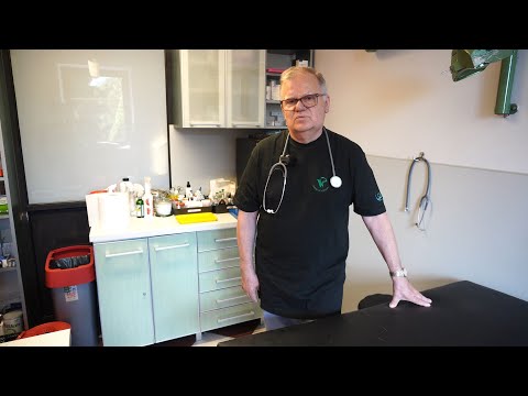 Kastracja psów i kotów - droga do zdrowia i odpowiedzialnej opieki nad zwierzętami