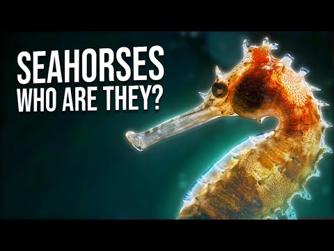 The Most Unusual Creatures In Our World