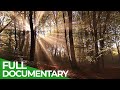 Secrets of the Woods - An Incredible Journey | Part 1 | Free Documentary Nature
