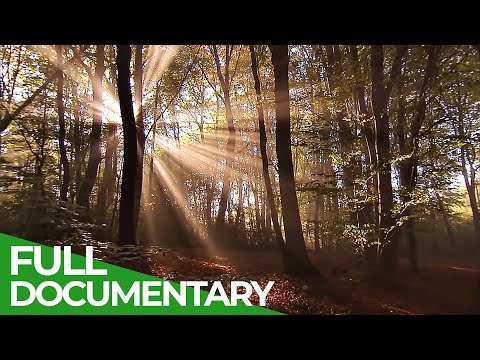 Secrets of the Woods An Incredible Journey