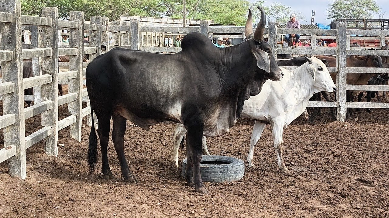 FEIRA DE GADO EM CAMPINA GRANDE-PB 15/01/2025 PREÇO DO BOI GORDO COMEÇA CAIR