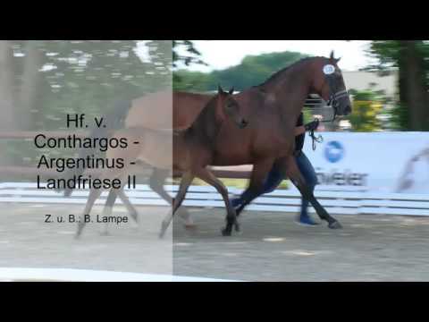 Hf v Conthargos x Argentinus x Landfriese II 2019