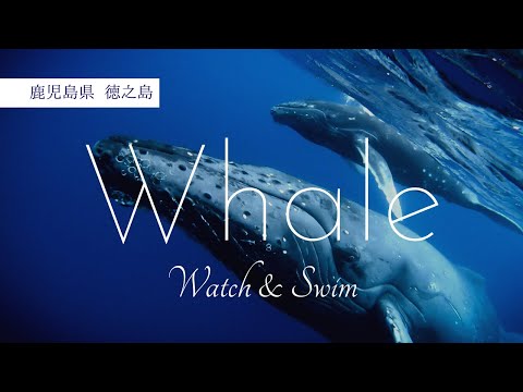 ホエールウォッチング＆スイム【鹿児島県徳之島】