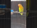 Pancingan Lovebird Ngekek Panjang Slow Lbbetina