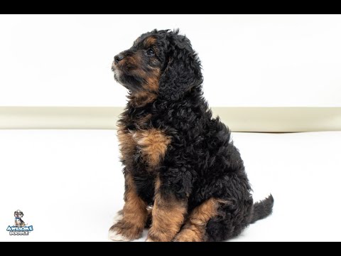 1st YouTube video about are aussiedoodle hypoallergenic