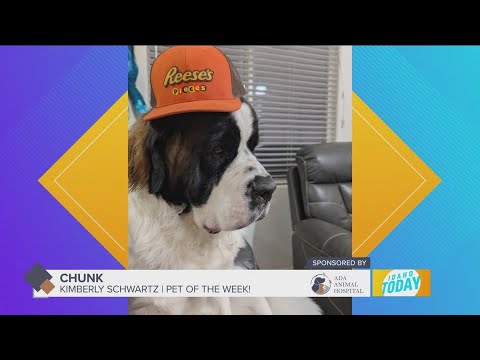 Pet Pics: Chunk is very excited about winning Pet of the Week - YouTube