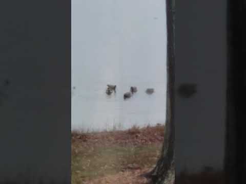 Geese at Midori Upon the Nanj