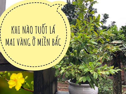 TUỐT LÁ MAI VÀNG MIỀN BẮC TRƯỚC TẾT BAO NHIÊU NGÀY, LIỆU CÓ NỞ ĐÚNG TẾT ???