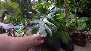 Acclimating Houseplants To Being Outside