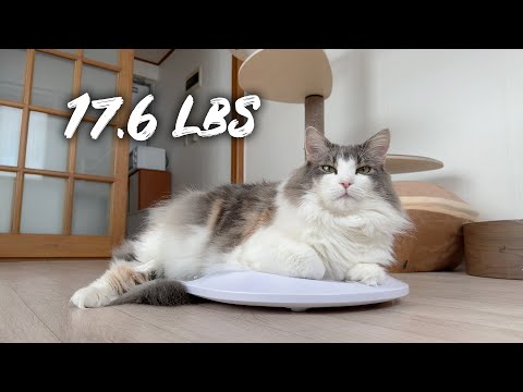 Exercising my cat | Norwegian forest cat