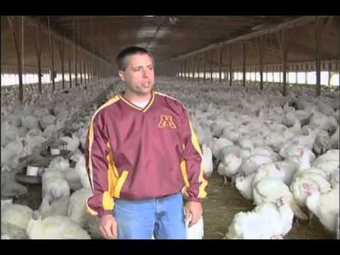 Agriculture: How MN Farmers Feed Us, Gorton Turkey Farm