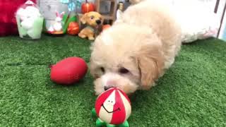 ハーフ犬の動画01