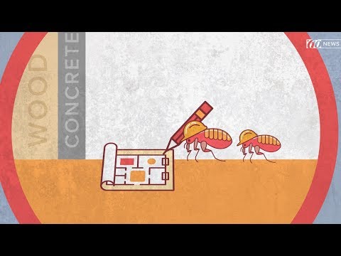 How subterranean termites get into your house and how to stop them | 10News WTSP