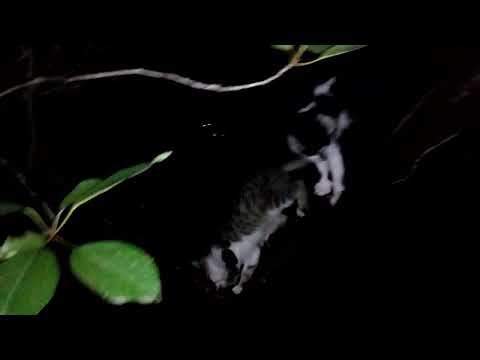 Кошки: ночные древолазы