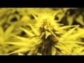 600w cannabis grow 4-5 weeks in flower. 