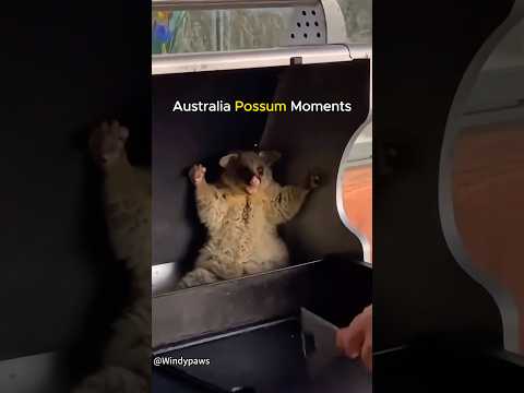 Australia's Most Wanted Possum.#possum #australia #opossum #wildlife #animals #wildanimals