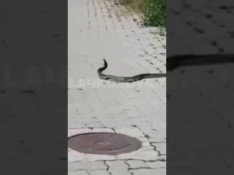 fshati Billushë #snake #bear