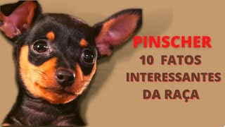 PINSCHER 10 fatos interessantes sobre a raça