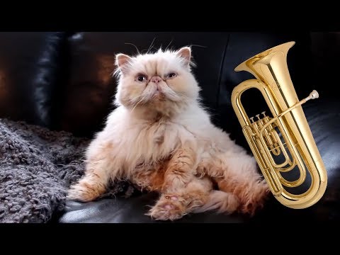 Fat cat tuba song - Two Stupid Cats Shorts #9