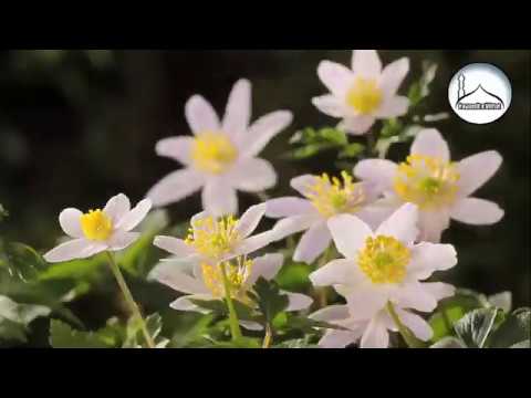 Mesazh te brengorusve Hoxhe Dhulkarnejn Ramadani