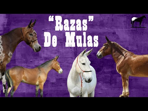 Top 10 Rarest Mules in the World "Breeds" 🐴-Del Cerro Soy