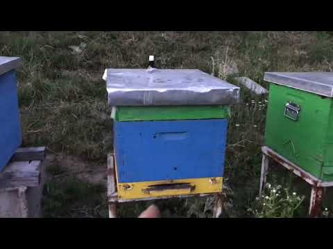 Dimljenje rojeva protiv varoe