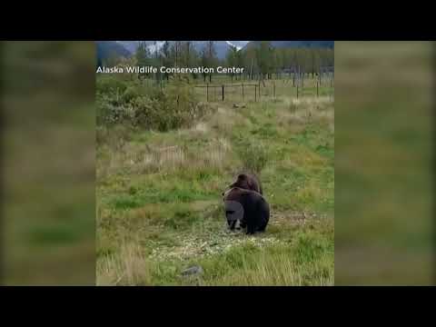 Top News  - Të adhurueshëm... / Dy arinj vëllezër, shtrihen e flenë së bashku