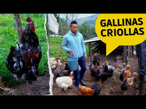 Cómo Criar Gallinas Criollas grandes