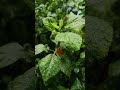 WHAT DOES IT MEAN TO SEE PLANTS IN DREAM?/ABOUT SEEING PLANTS IN DREAM/INTERPRETATION OF DREAMS