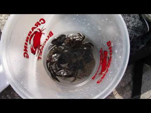 Hitachi HV565 (720p)