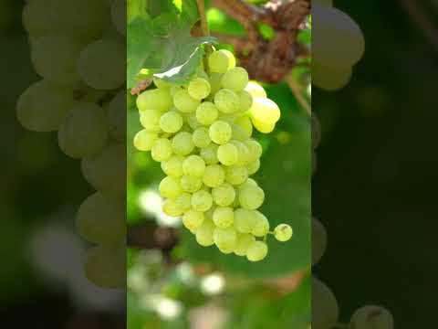 Grapes Unveiled: The Fascinating World of Berry Classification