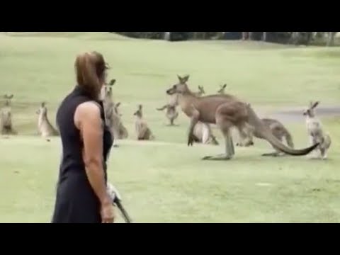 Australian Golfer's Tee Shot Interrupted By Stampede Of Kangaroos On Course