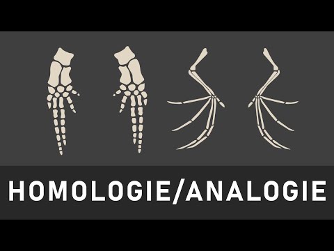 Homologie und Analogie einfach erklärt | Homologiekriterien