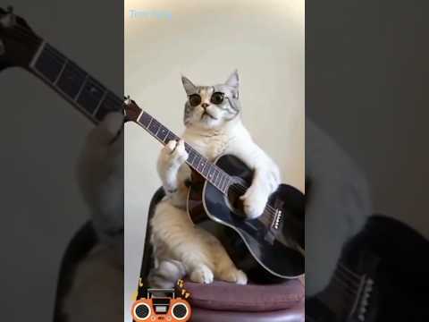 Cat sangeet 😻 short