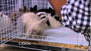 Criação e cuidados de coelhos de estimação