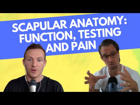 Anatomy and Function of the Scapula, How Scapular Movement Works