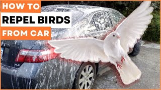 How To Repel Birds From Car - How To Deter Birds From Pooping on Car