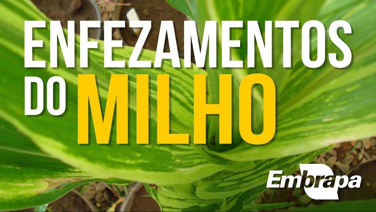 Enfezamentos do Milho