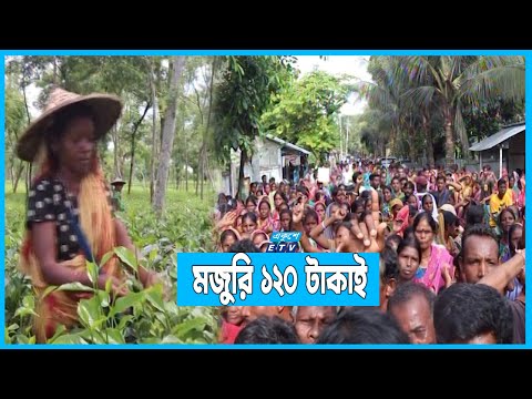 প্রধানমন্ত্রীর আশ্বাসে আন্দোলন প্রত্যাহার চা শ্রমিকদের