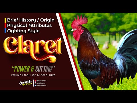 Claret | USAPANG BLOODLINES