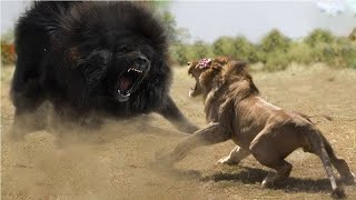 Top 10 Prey Who Can Kill a Lion Easily - Prey vs Predator - PITDOG