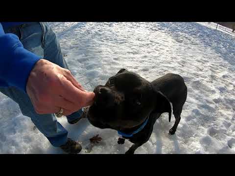 Bismarck, an adopted Pit Bull Terrier Mix in Big Rapids, MI_image-1