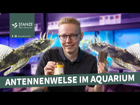 Antennenwelse | Wichtige Tipps für die Haltung eurer Scheibenknutscher